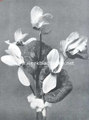 Onbekend, 1911, Onbekend, Bloemen van Cyclamen Persicum