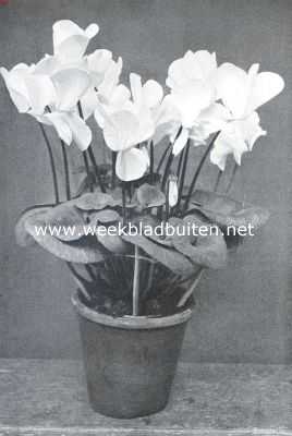 Onbekend, 1911, Onbekend, Een rijk bloeiende Cyclamen Persicum