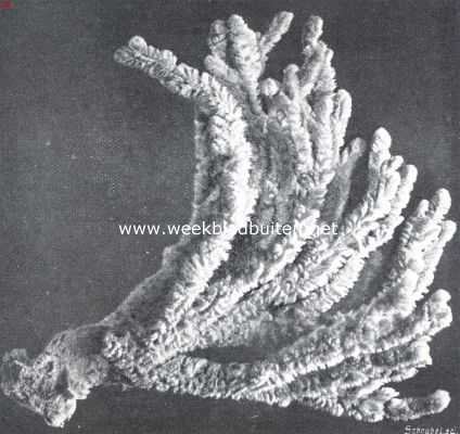 Onbekend, 1911, Onbekend, Hoe sponsen ons bereiken. V. Dictyocylindrus Ventilabrum. Een der fraaiste sponssoorten