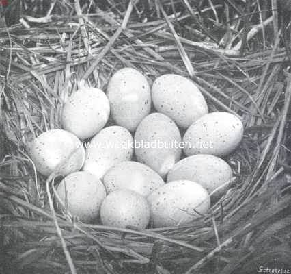 Nederland, 1911, Onbekend, Nest met eieren van de meerkoet