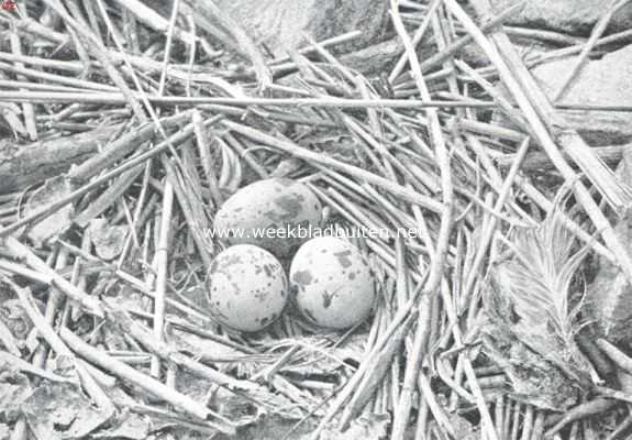 Nest met eieren van het vischdiefje. (Sterna Hirundo)