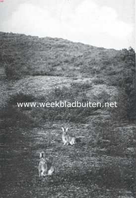 Nederland, 1911, Onbekend, Konijnen in het duin. Gereed voor de vlucht