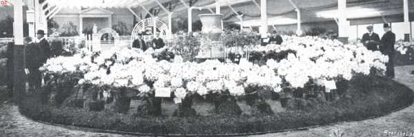 Zuid-Holland, 1911, Boskoop, De bloemententoonstelling te Boskoop. Groep rhododendrons, White Pearl en Pink Pearl