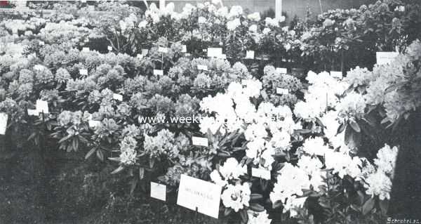 Zuid-Holland, 1911, Boskoop, De bloemententoonstelling te Boskoop. Groep rhododendrons en hydrangea's