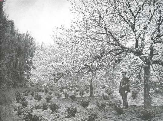 Nederland, 1911, Onbekend, Fruitteelt. Prachtige jonge appelboomgaard met bessenstruiken als onderbeplanting. Populier als windkeering