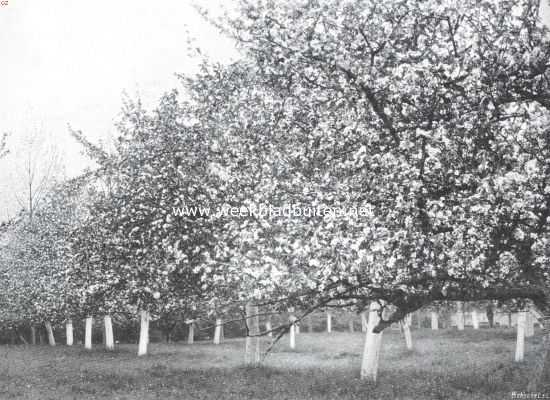 Nederland, 1911, Onbekend, Fruitteelt. Boomgaard met weiland er onder