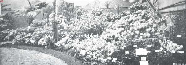 Zuid-Holland, 1911, Boskoop, De bloemententoonstelling te Boskoop. Decoratieve groep rhododendrons