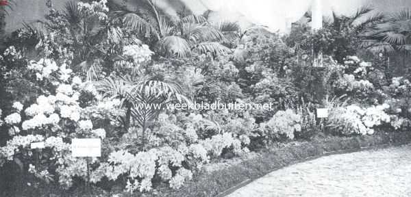 Zuid-Holland, 1911, Boskoop, De bloemententoonstelling te Boskoop. Decoratieve groep azalea's