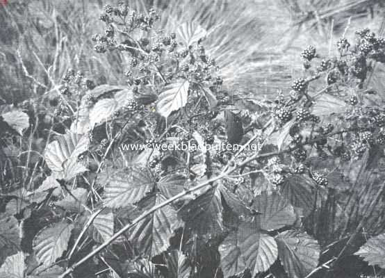 Onbekend, 1911, Onbekend, Bramen. Een rijk vruchtdragende braamstruik