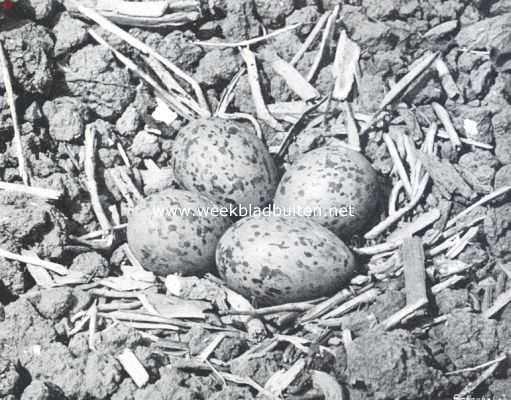 Onbekend, 1911, Onbekend, Nest met eieren van de scholekster