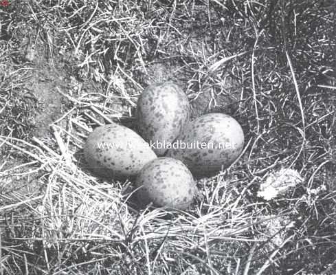 Nest met eieren van de kluut