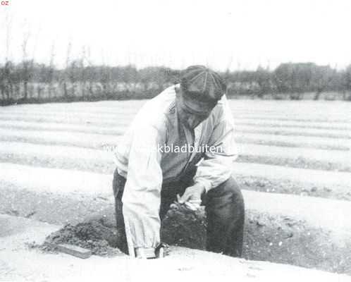 Zuid-Holland, 1911, Onbekend, Over asperges. Het verzamelen der rijpe asperges: een mooie vondst