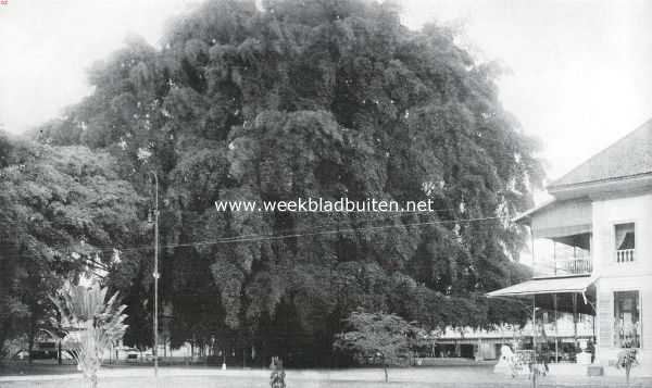 Indonesi, 1911, Jakarta, De groote waringinboom te Weltevreden. Bij dezen boom wordt bijna voortdurend door de inlanders geofferd. Aan een overgroot deel van de te Weltevreden verblijvende Europeanen is deze boom zeer goed bekend, hij wekt de belanstelling van elken vreemdeling op