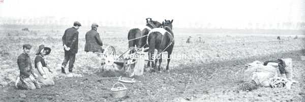 Zeeland, 1911, Onbekend, Zuid-Beveland, voornamelijk als landbouwland. De aardappelrooimachine in werking