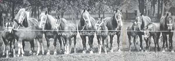 Zeeland, 1911, Onbekend, Zuid-Beveland, voornamelijk als landbouwland. Een zeldzame groep fokmerries met veulens, Zeeuwsch-belgische trekpaardenslag, alle werkpaarden op n boerderij 1