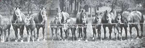 Zeeland, 1911, Onbekend, Zuid-Beveland, voornamelijk als landbouwland. Een zeldzame groep fokmerries met veulens, Zeeuwsch-belgische trekpaardenslag, alle werkpaarden op n boerderij 2