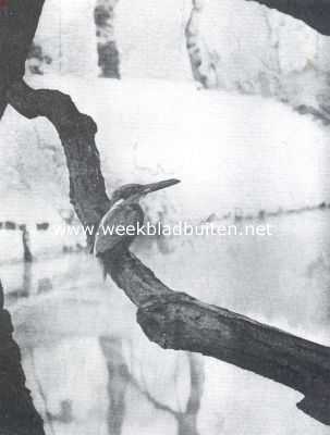 Onbekend, 1911, Onbekend, Ijsvogel, gezien van voren. Hij heeft een jongen visch in de bek