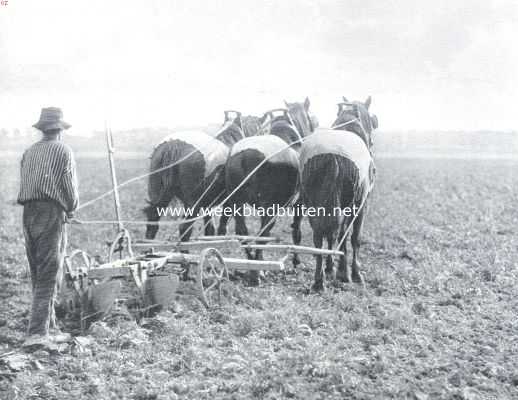 Nederland, 1911, Onbekend, Aardappels. De ijzeren tweeschaarploeg