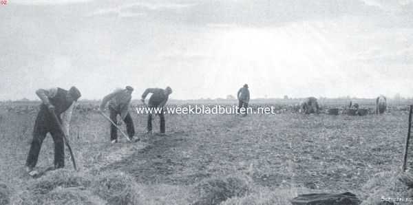 Nederland, 1911, Onbekend, Aardappels. De aardappels worden met de greep gerooid