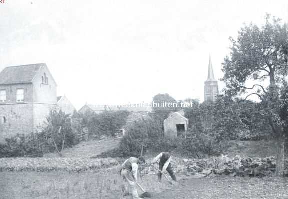 Limburg, 1911, Onbekend, Aardappels. Aardappelen rooien in Limburg