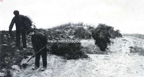 Drenthe, 1911, Onbekend, Het vastleggen van een zandverstuiving