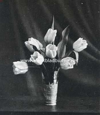 Drenthe, 1911, Uffelte, Tulpen gekweekt in de Uffelter zandverstuiving 