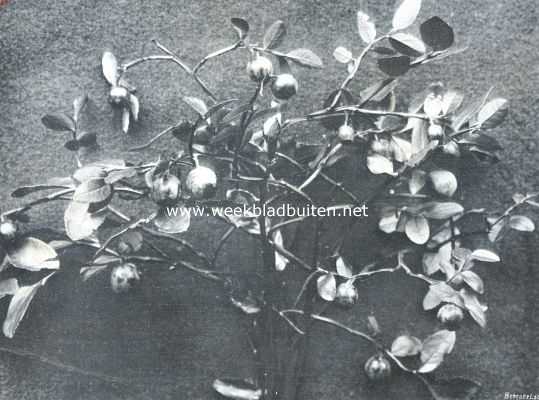 Onbekend, 1911, Onbekend, Een enkel boschbessenstruikje met vruchten
