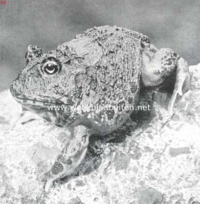 Onbekend, 1911, Onbekend, De gehoornde kikvorsch (Zuid-Amerika). Merkwaardig zoowel door hun grootte en eigenaardigen vorm, als door hun fraaie kleur en teekening. Hun buitengewoon groote, breede kop prijkt met twee op hoornen gelijkende uitwassen van de bovenste oogleden
