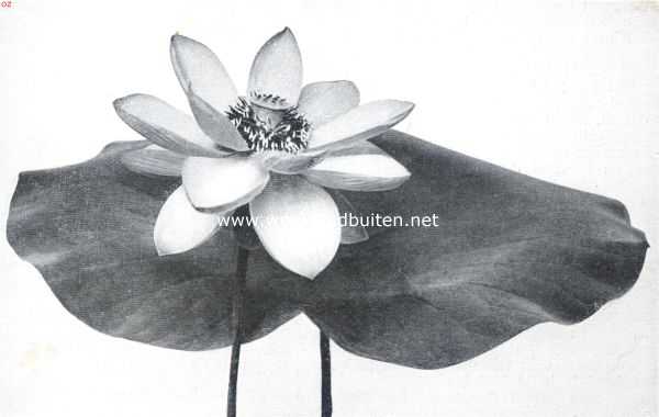 Onbekend, 1911, Onbekend, Lotusbloem, sterk verkleind