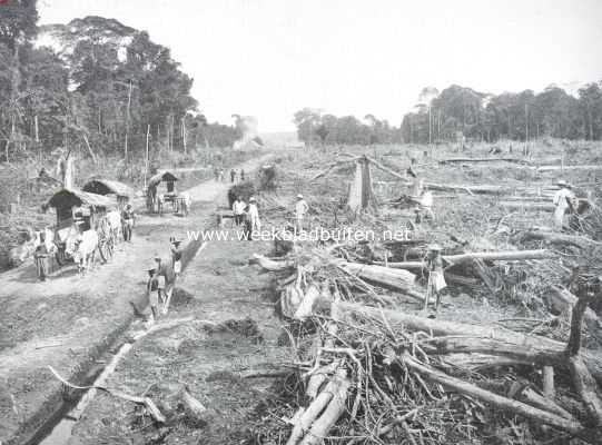 Indonesi, 1911, Onbekend, De tabakscultuur in Ned.-Indi. Het ontginnen van terrein voor de tabakscultuur in Deli