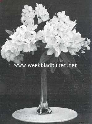 Onbekend, 1911, Onbekend, Rhododendron White Pearl, als snijbloem