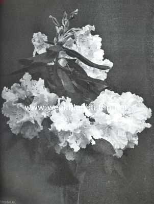 Onbekend, 1911, Onbekend, Rhododendron Prinses Juliana