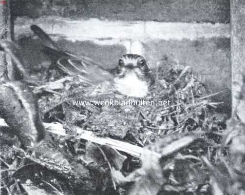 Onbekend, 1911, Onbekend, Broedende grauwe vliegenvanger