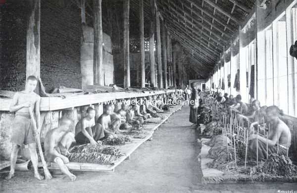 Indonesi, 1911, Onbekend, De tabakscultuur in Ned.-Indi. Tabakssorteerders aan het werk