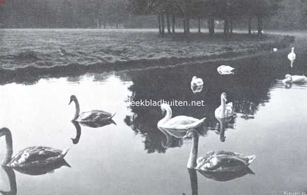 Noord-Holland, 1911, Amsterdam, Witte en bonte zwanen 's morgens vroeg aan het toilet in het Vondelpark te Amsterdam