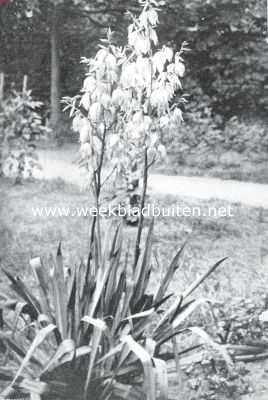 Onbekend, 1911, Onbekend, Yucca Flaccida in bloei