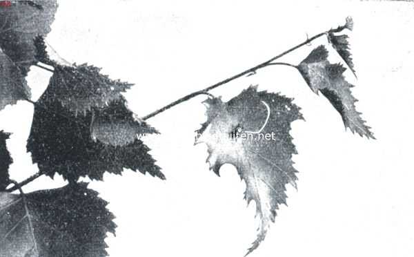 De berkenblad-snuittor (Rynchites Betulae L.). I. De insnijding op de rechterbladhelft is gereed. De tor begint thans aan de linkerhelft