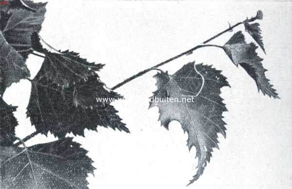 De berkenblad-snuittor (Rynchites Betulae L.). II. De insnijding is tot het midden der linkerbladhelft gereed