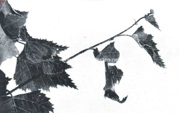 Onbekend, 1911, Onbekend, De berkenblad-snuittor (Rynchites Betulae L.). IX. Het uitgebeten bladstuk is op een groote punt der linkerbladhelft na, die naar rechts omgerold wordt en waaraan de thans weder zichtbare kever werkt, gereed. De punt wijst nu naar rechts