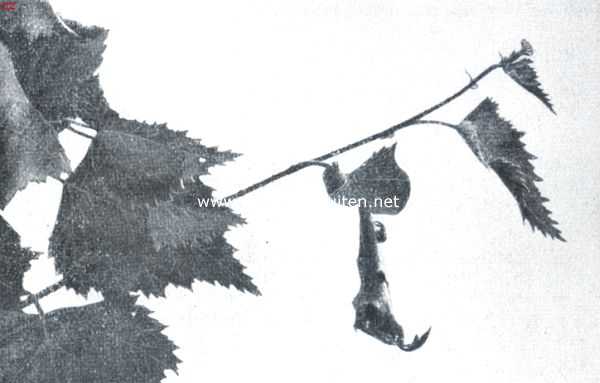 De berkenblad-snuittor (Rynchites Betulae L.). X. Het rolletje is gereed. De kever is bezig het einde der windingen, door een indruk met den snuit te bevestigen