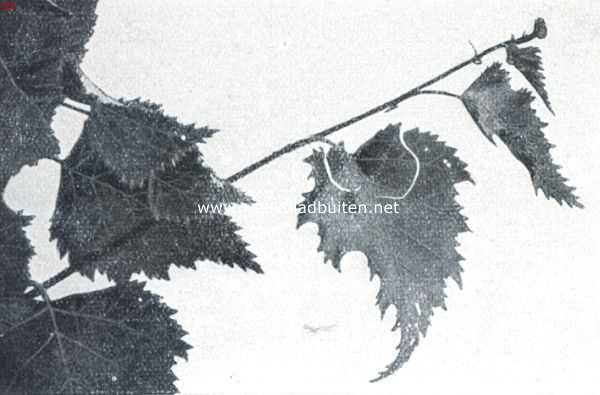 De berkenblad-snuittor (Rynchites Betulae L.). III. De insnijding is thans gereed en in haar verloop geheel zichtbaar