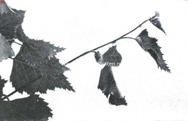 De berkenblad-snuittor (Rynchites Betulae L.). VIII. De nog onzichtbare kever staat op het punt de linkerbladhelft naar binnen om te rollen. Het geheele bladstuk heeft de draaiing naar rechts medegemaakt, zoodat het linkergedeelte, dat tot nu toenaar links gericht was, naar voren wijst