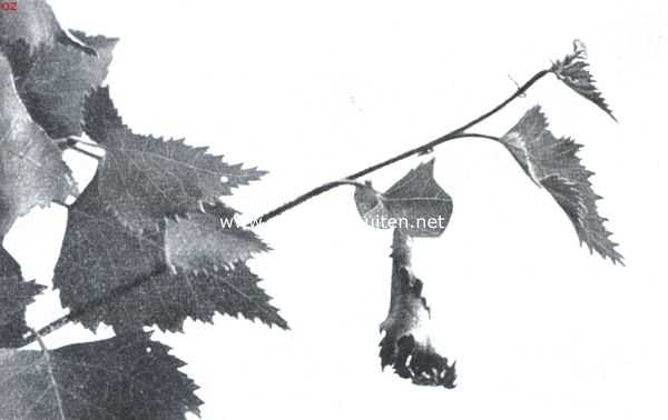 Onbekend, 1911, Onbekend, De berkenblad-snuittor (Rynchites Betulae L.). XI. De rol is wat losser geworden. De kever heeft het binnenste gedeelte der trechter opgezocht, om daar de eitjes te deponeeren