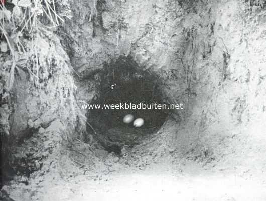 Onbekend, 1911, Onbekend, De holenduif. Nest met eieren van de holenduif