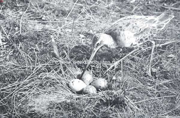 Grutto bij zijn nest met eieren