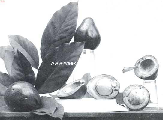 Indonesi, 1911, Onbekend, Bataviasche vruchten. Advocaat (Persea Gratissima)