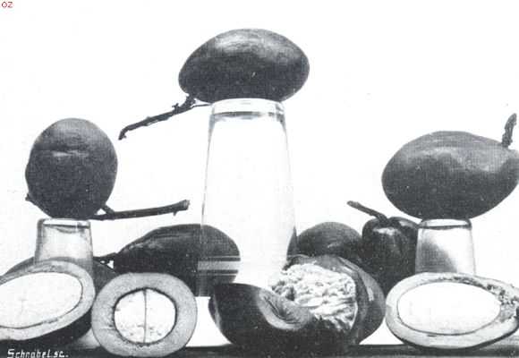 Indonesi, 1911, Onbekend, Bataviasche vruchten. Kemang (Mangifera Foetida)
