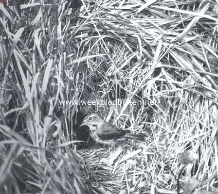 Onbekend, 1911, Onbekend, Blauwborstje bij het nest