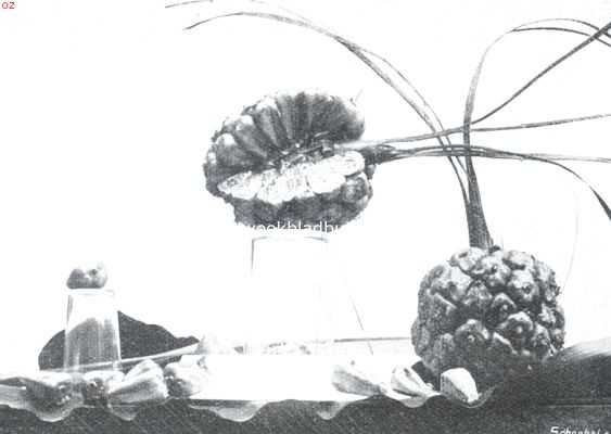 Indonesi, 1911, Onbekend, Bataviasche vruchten. Honjeh (Ellettaria Pallida)