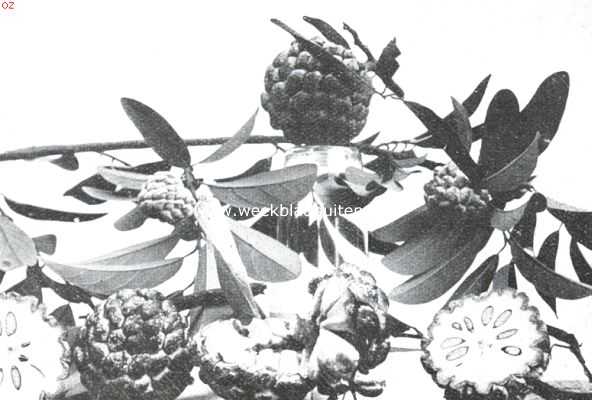 Bataviasche vruchten. Siri-Kaja (Anona Squamosa)